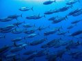 Australian Tuna License
