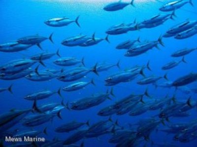 Australian Tuna License