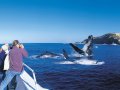 Denis Walsh Catamaran/Ferry Charter Business