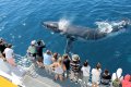 Streamline Passenger Ferry - Whale Watching Catamaran