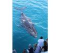 Whale Watching Business For Sale