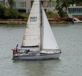 Raven 31