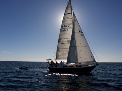 Angus Primrose 37 Custom