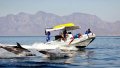New Apex A-24 Deluxe Tender (rigid hull inflatable boats)