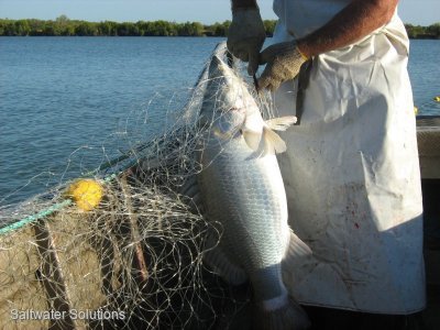 Gulf barra Licence $112K + gst if applicable.