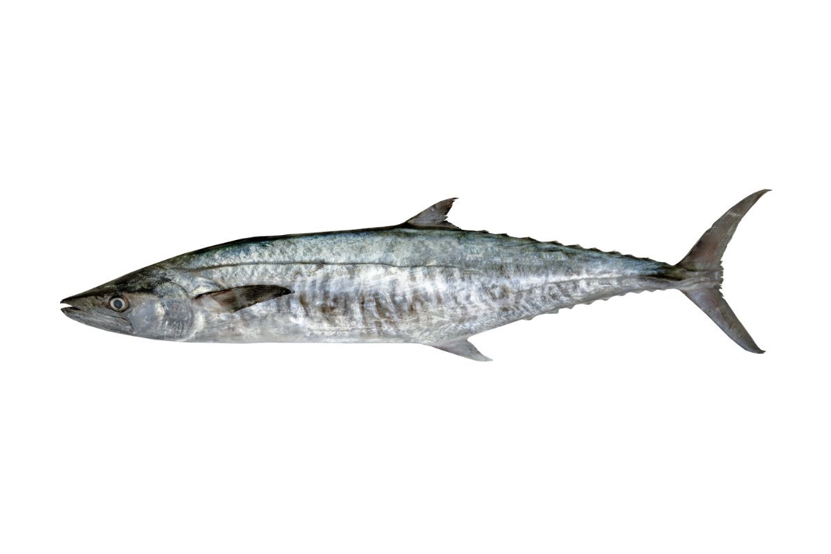 Double N3 Gulf grey mackerel