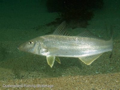 LSWanted 500kg of whiting quota wanted to lease