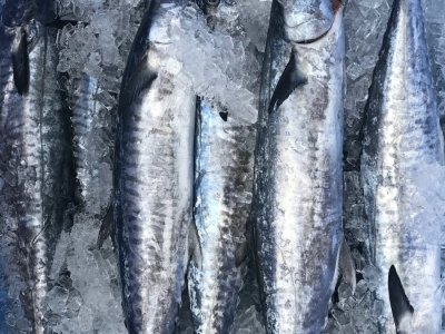 LEASE - Unrestricted NT Spanish Mackerel w/ 2 tenders