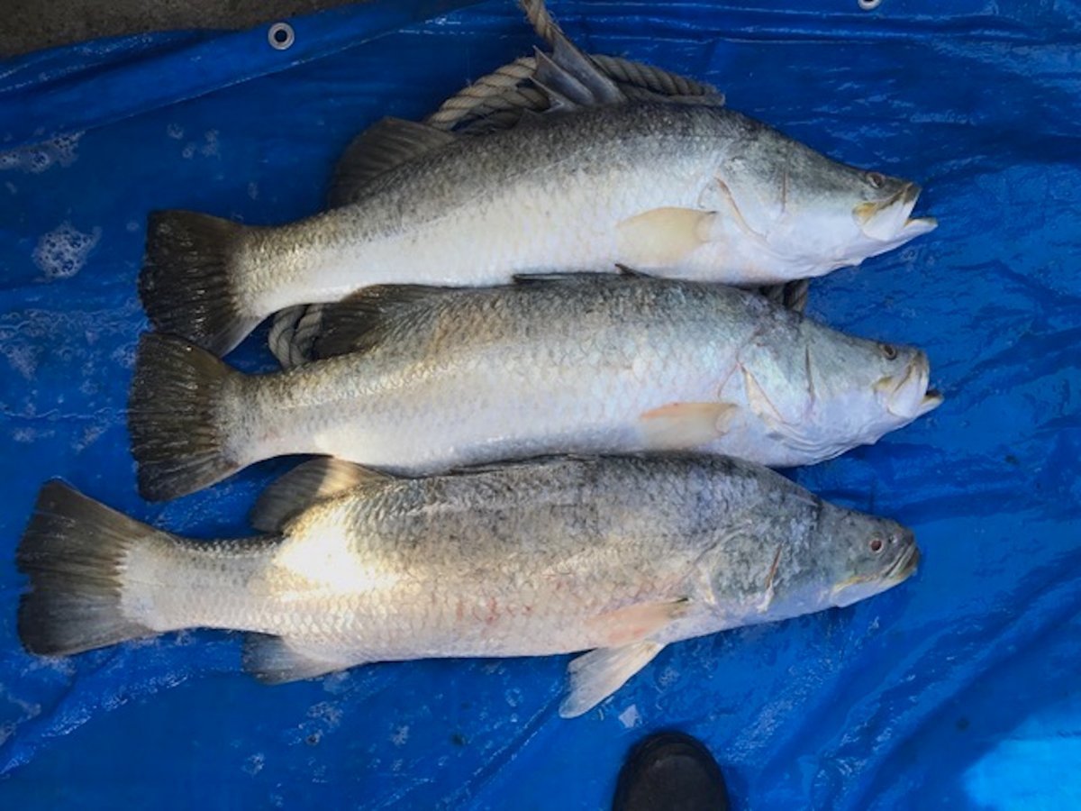 Wanted to buy - Barra, King, Mackerels and Whiting quota - Various