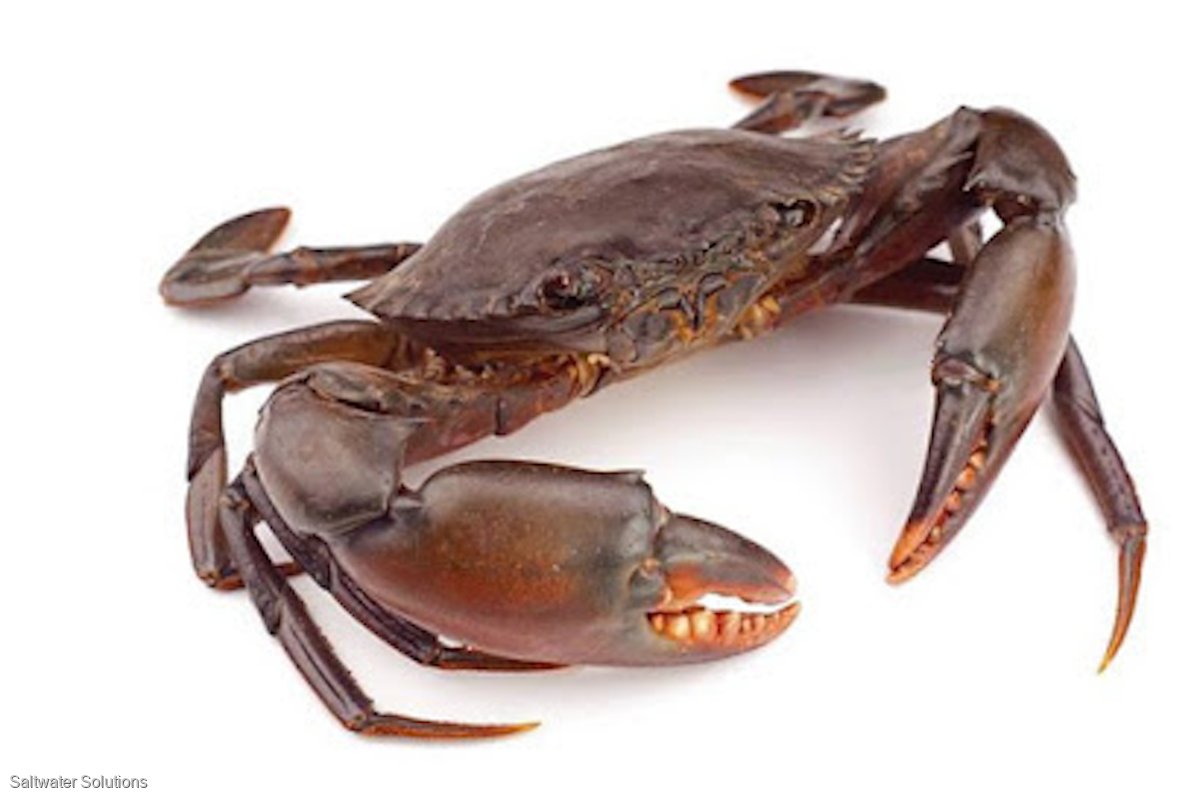 Qld mud crab and sand crab quota wanted to purchase