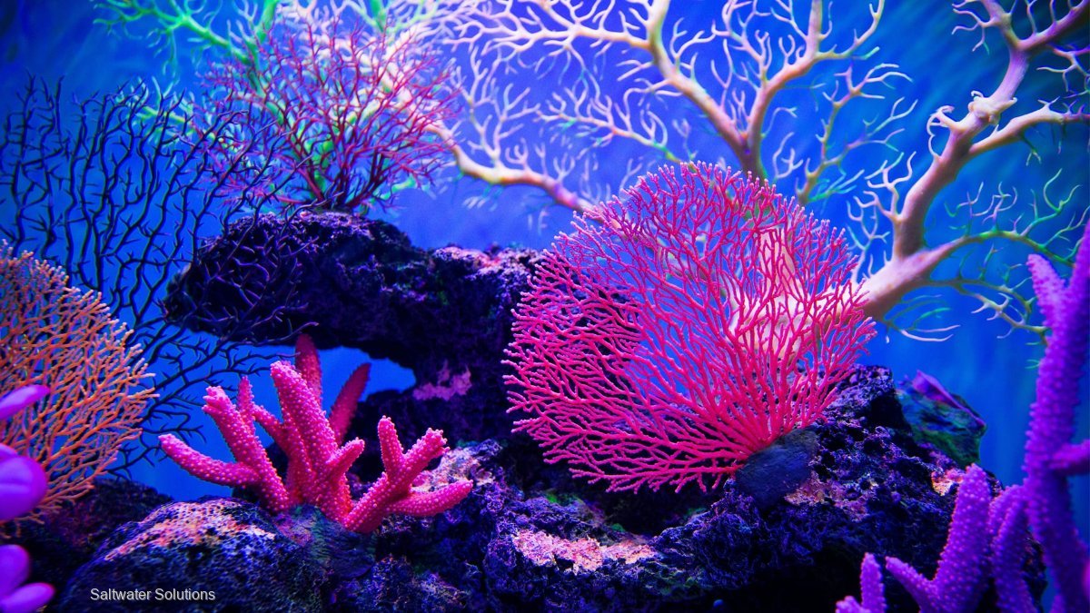 Coral Quota available for lease $15k+gst/ton 22/23 season