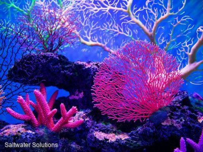 One ton Coral Licence for sale