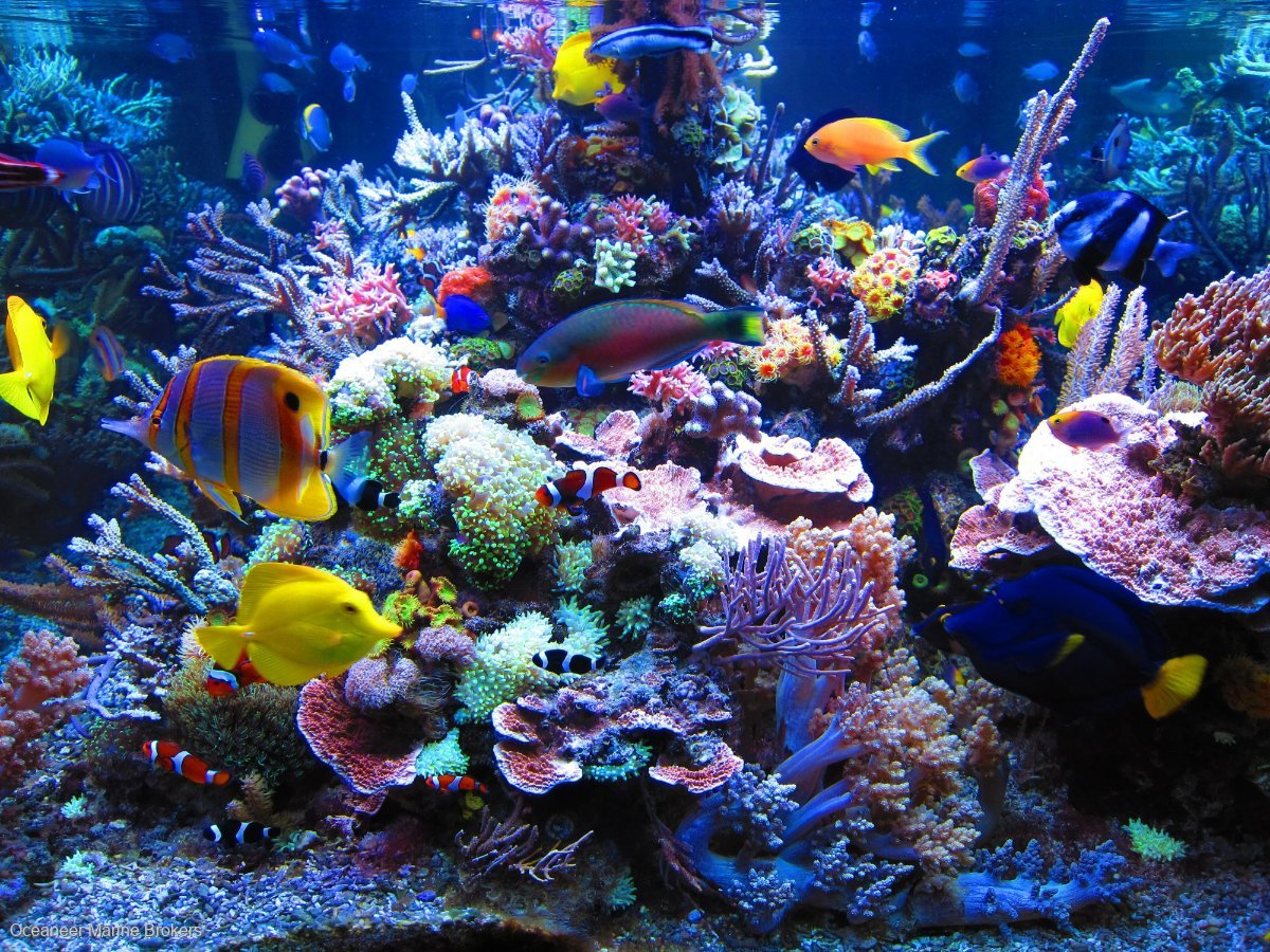 Marine Aquarium Species Base License FOR SALE