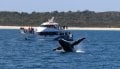 Charter Catamaran and Business