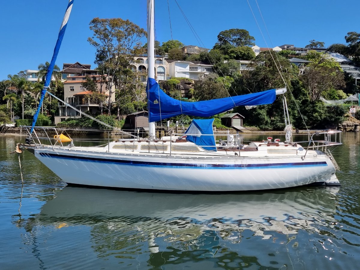 Adams 31