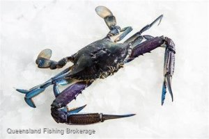 LS627 Crab Licence and Quota Package
