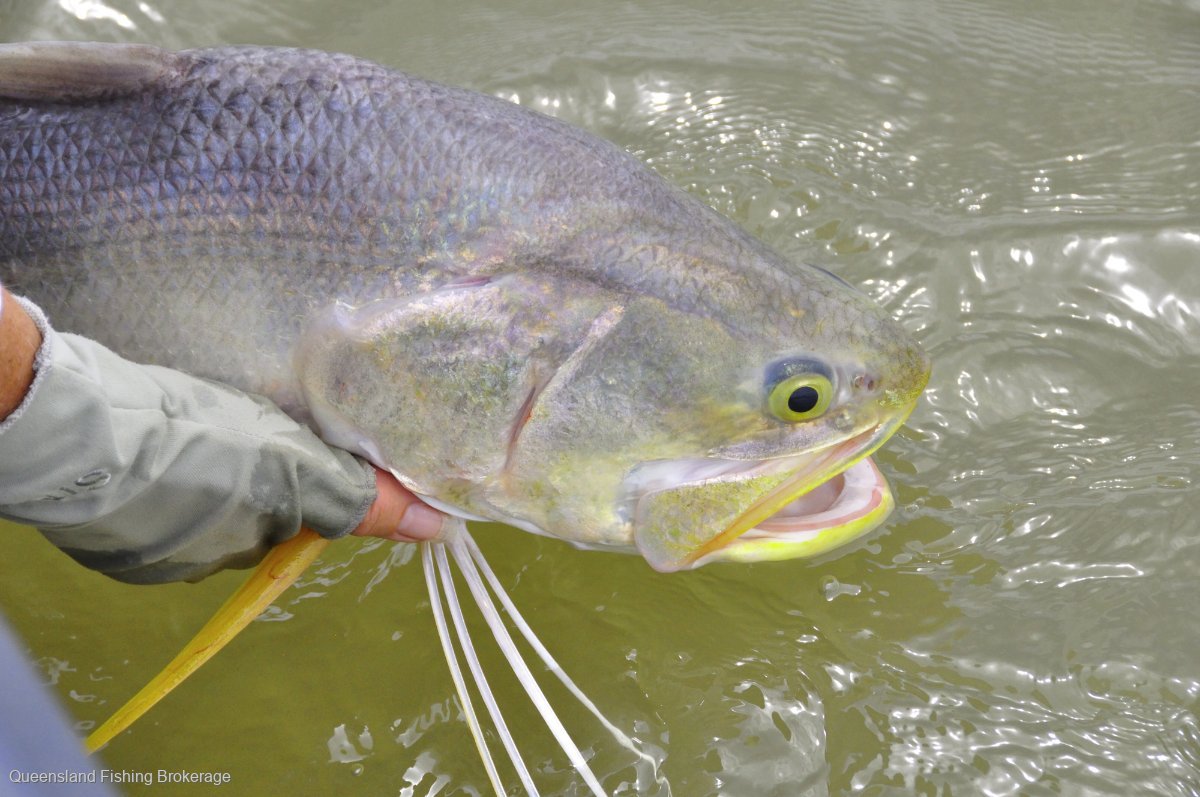 LS633 Region 3 King Threadfin and Barra Quota Package