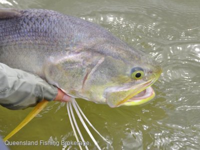 LS633 Region 3 King Threadfin and Barra Quota Package