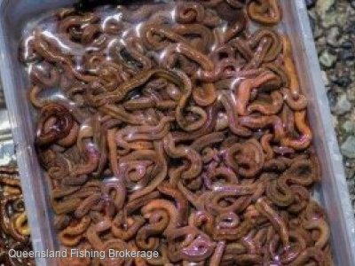 LS637 Queensland Bloodworm Licence