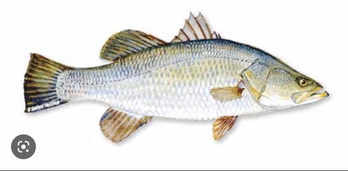 Barramundi Licence for Sale Boat Accessories Boats Online Boats