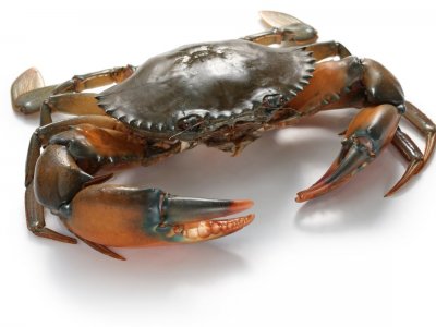 For sale: 500KG EC1