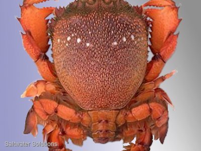 C1 (spanner crab) for sale
