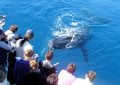 Whale Watching Business