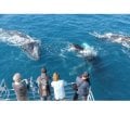 Whale Watching Business