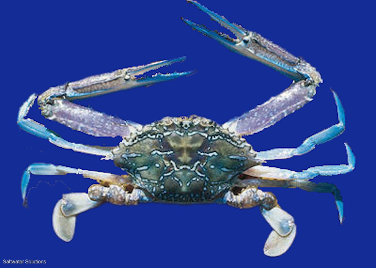 3.5 ton Blue Swimmer crab quota available for 23/24 season