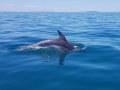 Award Winning Seal & Dolphin Watching Charter Tourism Business For Sale VIC