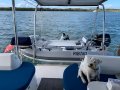 New Aurora Reefrider 330DL RIB - Light weight inflatable tender:Aurora Reefrider DL 330