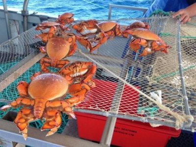 LSLease024 Qld Spanner Crab Quota For Lease