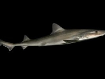 Commonwealth Shark Gillnet SFR