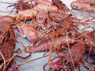 Western Australian Southern Lobster