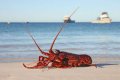 Western Australian Southern Lobster