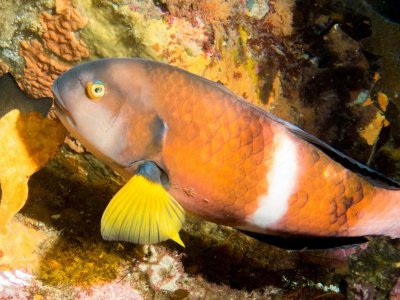 Victorian Wrasse licence