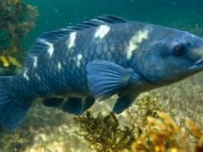Tasmanian Scalefish