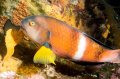 Tasmanian Scalefish A