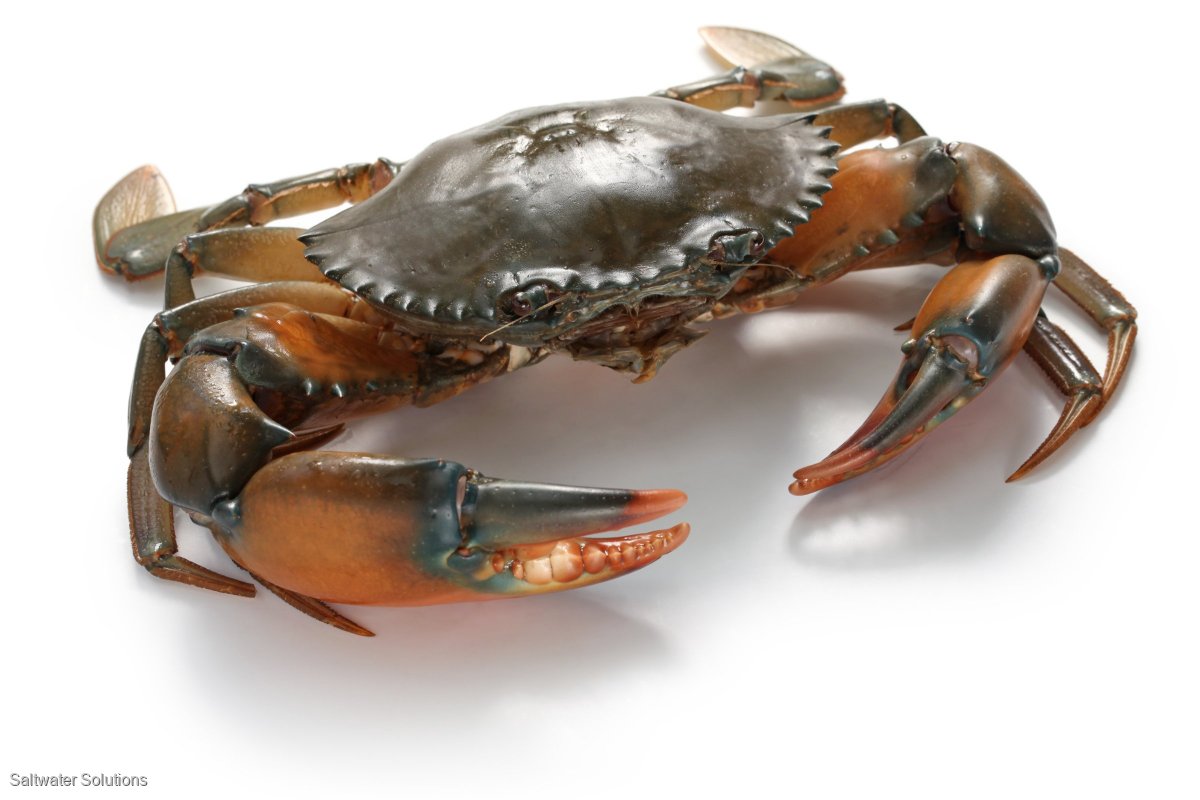 Double C1 licence and 3 ton East Coast Mud Crab Quota - boat package
