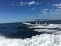 Stingray Ribs 9.5 Searaider
