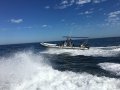 Stingray Ribs 9.5 Searaider