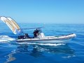 Stingray Ribs 9.5 Searaider