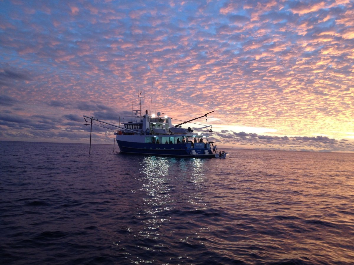 Iron Joy Charters - Offshore extended fishing