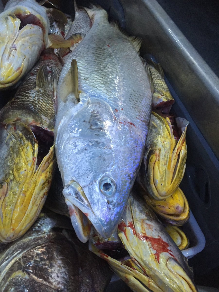 Northern Territory Coastal Line Fishery Licence - Access to Western Zone