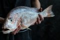 Northern Territory Coastal Line Fishery Licence - Access to Western Zone