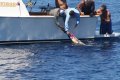 Ocean Yachts 53 Super Sport:Tagging a Marlin