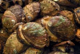 Abalone Fishing Licence Package