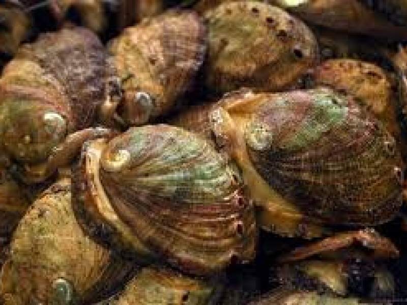 Abalone Fishing Licence Package