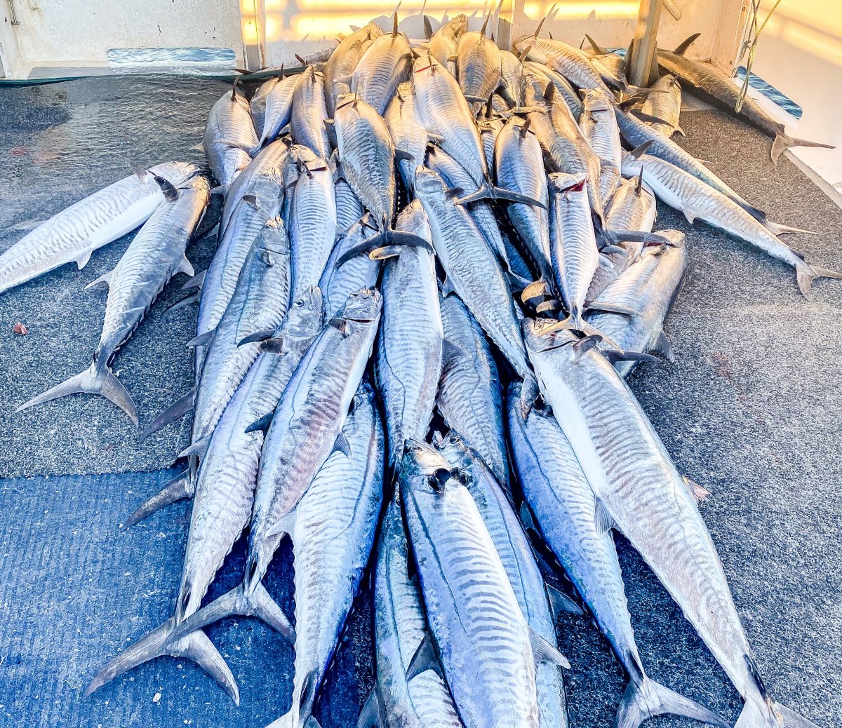 Commercial Fishing Opportunity