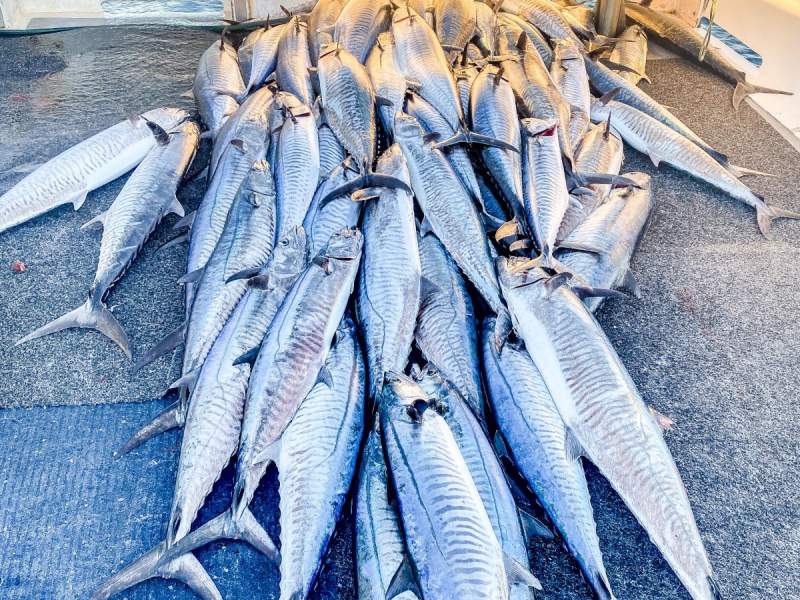 Commercial Fishing Opportunity